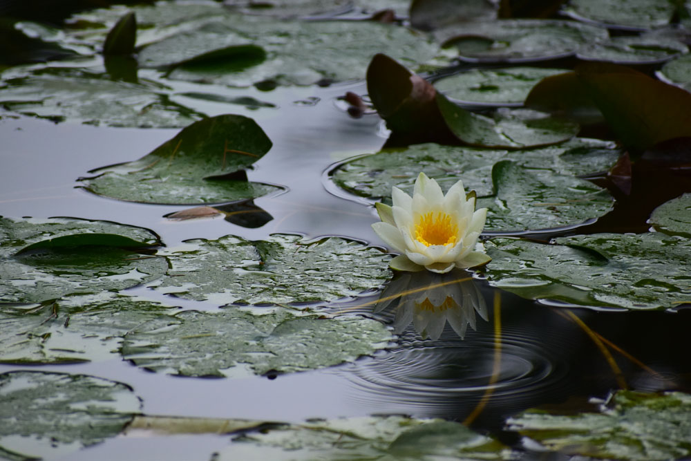Water lily